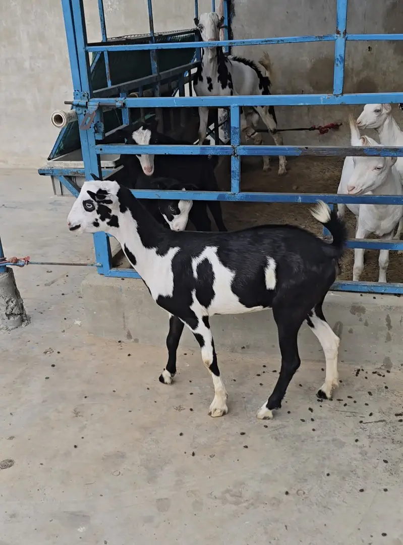 teddy gulabi ablak bakri goat tedi tedy top quality — photo 2