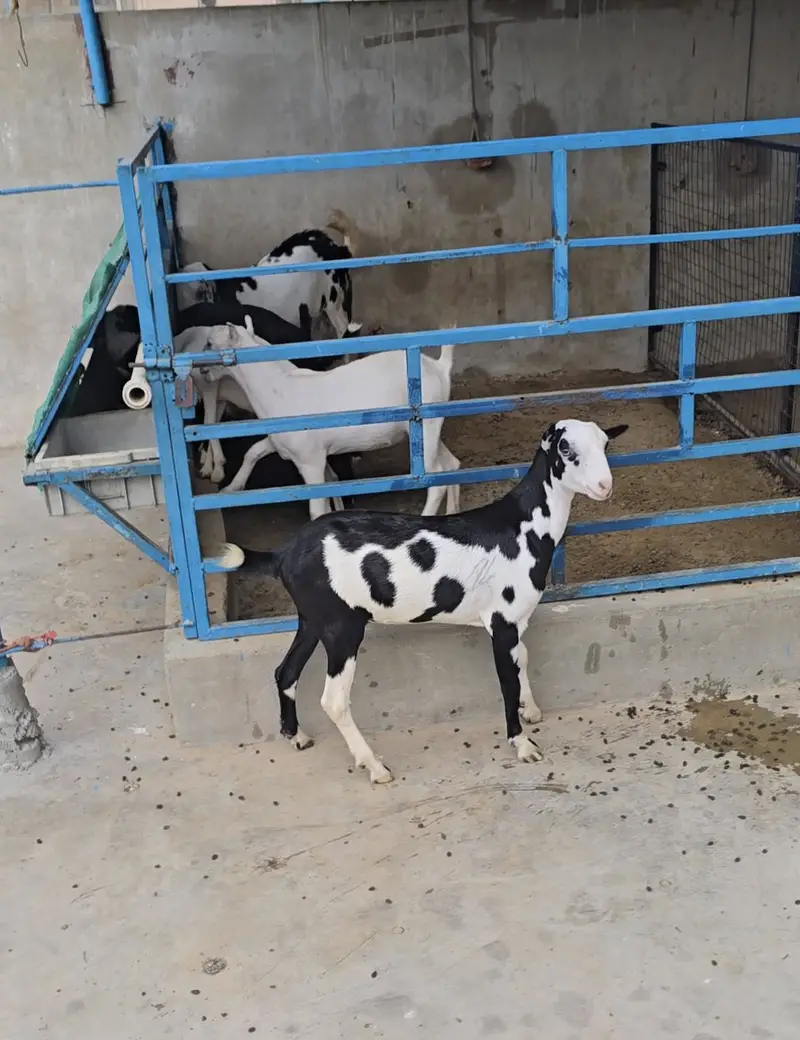 teddy gulabi ablak bakri goat tedi tedy top quality — photo 3