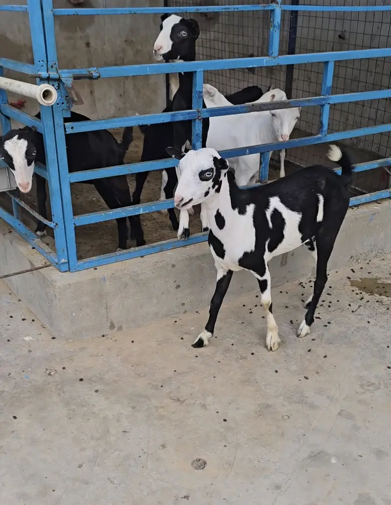 teddy gulabi ablak bakri goat tedi tedy top quality — photo 4
