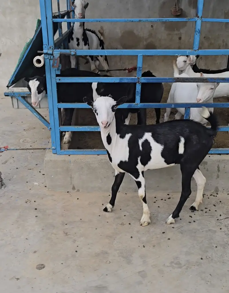 teddy gulabi ablak bakri goat tedi tedy top quality — photo 5