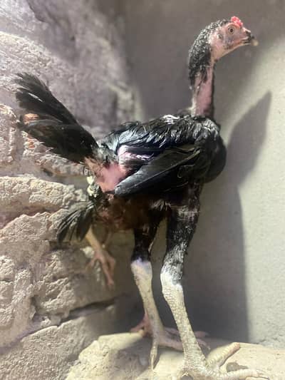 Panus X Thai Neck Locking Gamer's Birds