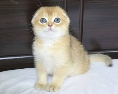 Golden Scottish Fold & British Shorthair Kittens