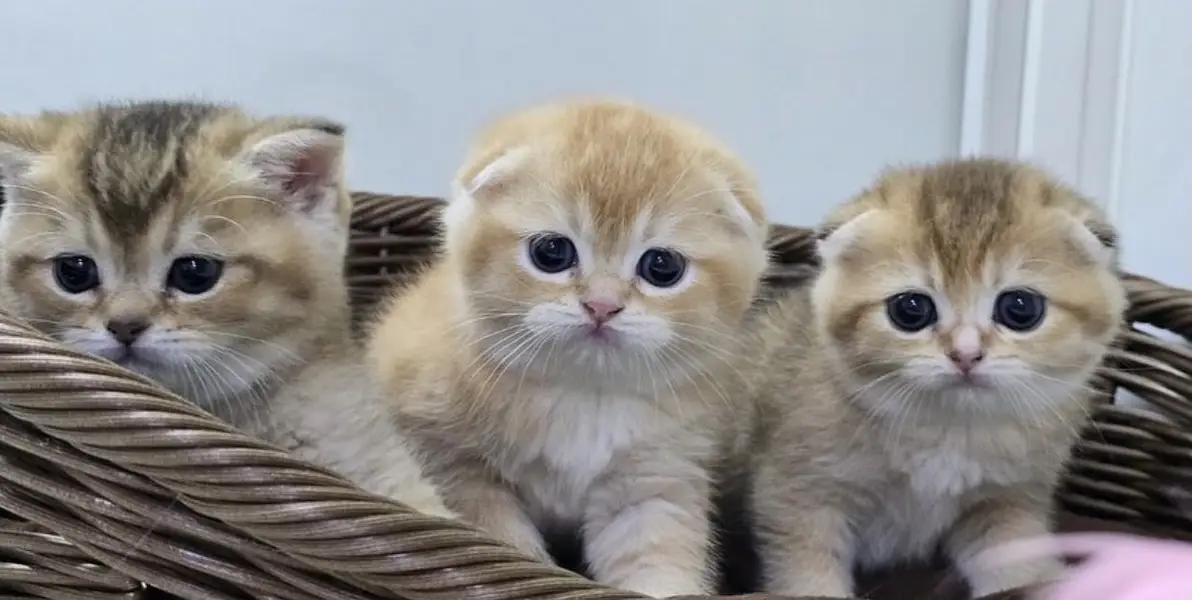 Golden Scottish Fold & British Shorthair Kittens — photo 2
