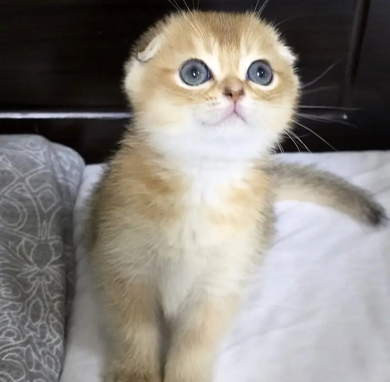 Golden Scottish Fold & British Shorthair Kittens — photo 3