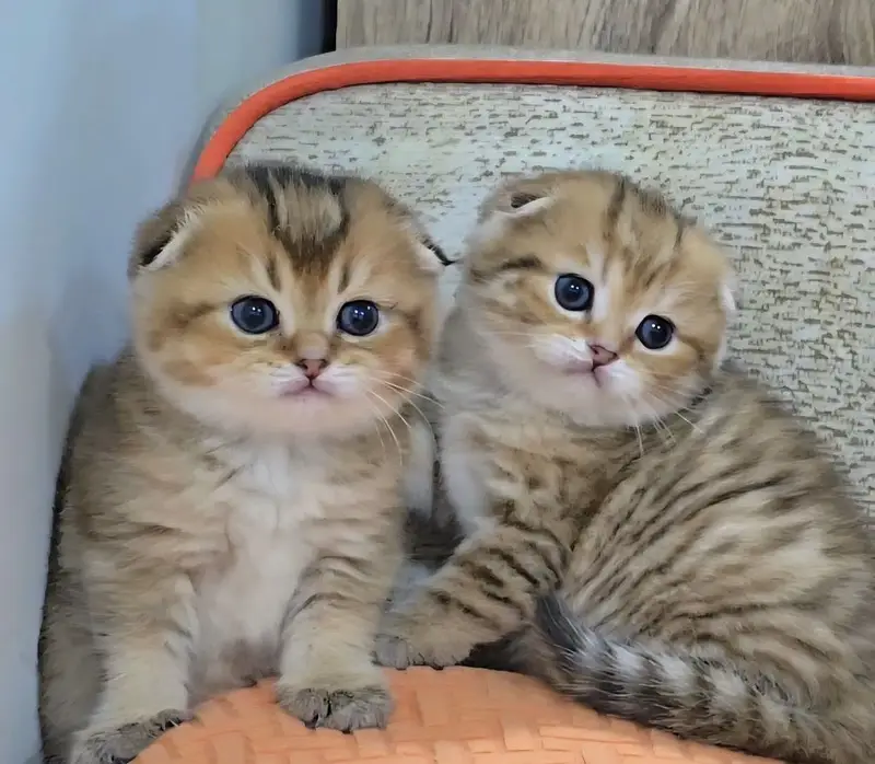 Golden Scottish Fold & British Shorthair Kittens — photo 4