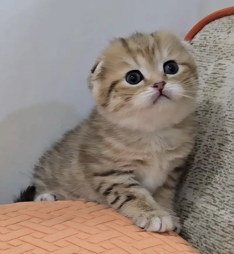 Golden Scottish Fold & British Shorthair Kittens — photo 5