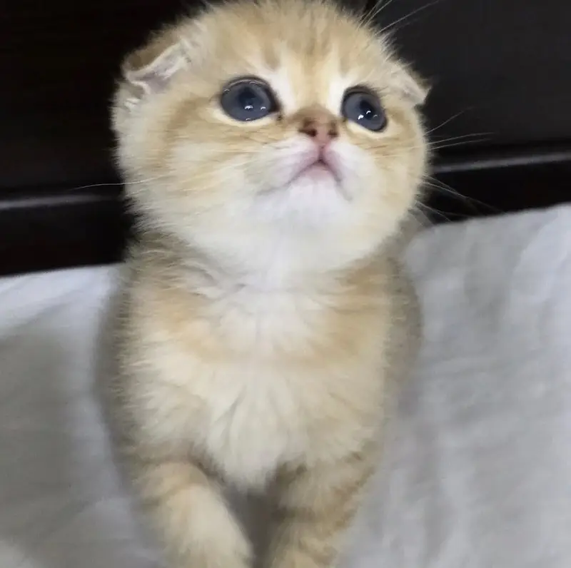 Golden Scottish Fold & British Shorthair Kittens — photo 6