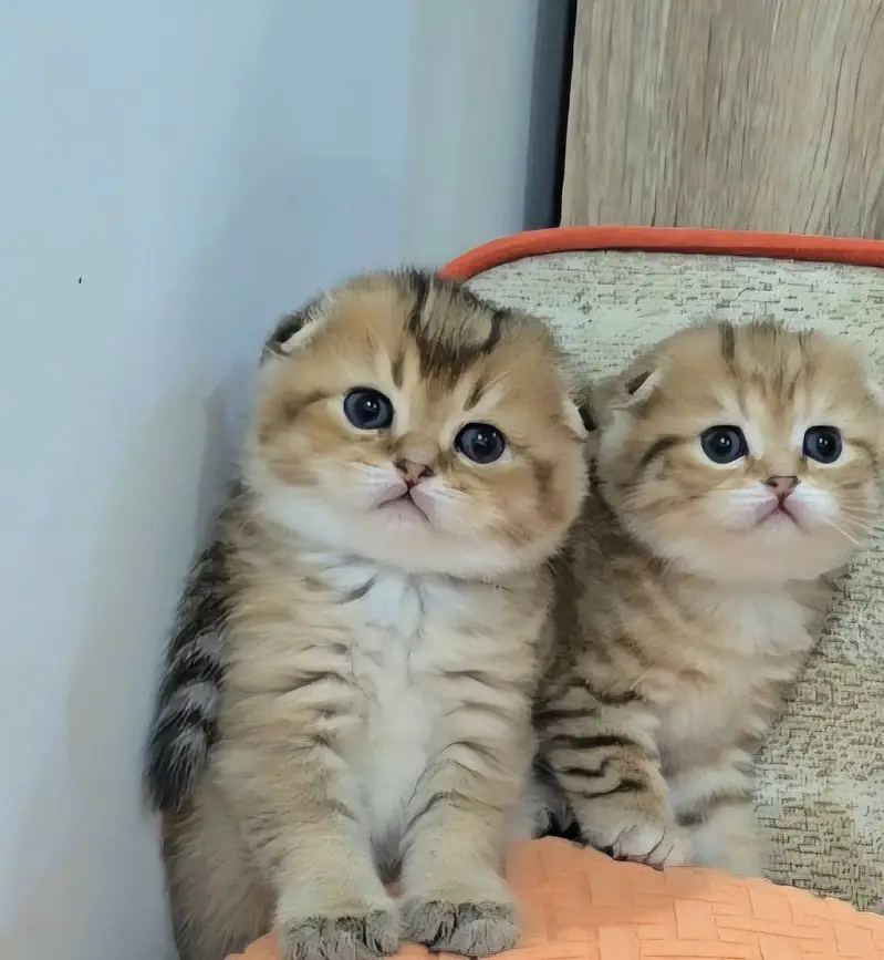 Golden Scottish Fold & British Shorthair Kittens — photo 7