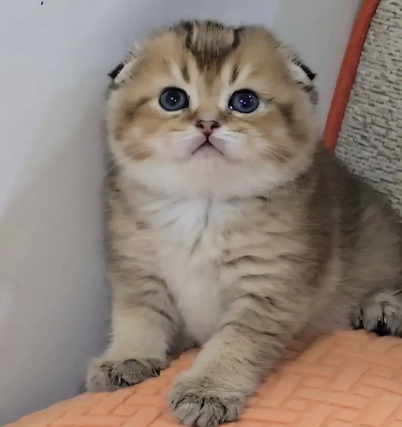 Golden Scottish Fold & British Shorthair Kittens — photo 8