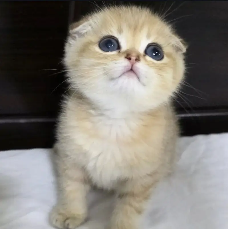 Golden Scottish Fold & British Shorthair Kittens — photo 9