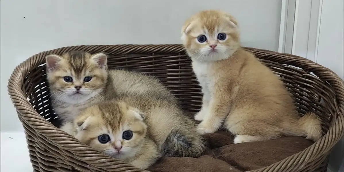Golden Scottish Fold & British Shorthair Kittens — photo 10