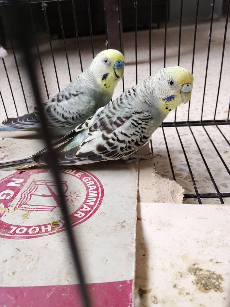 BUDGIES 0