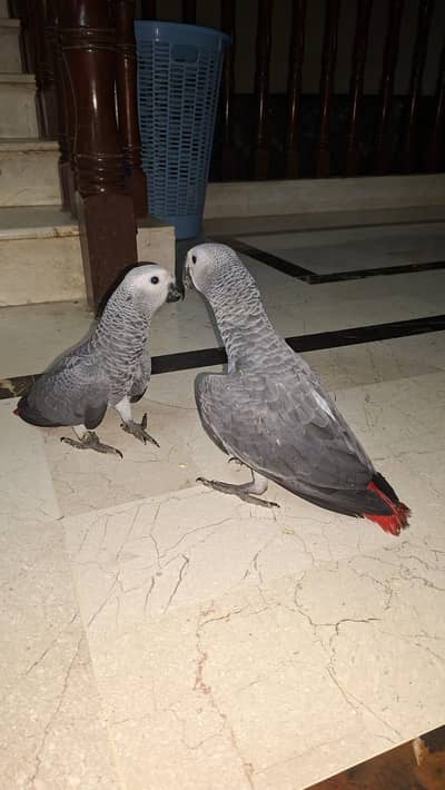 African grey pair for sale. only serious buyers can contact