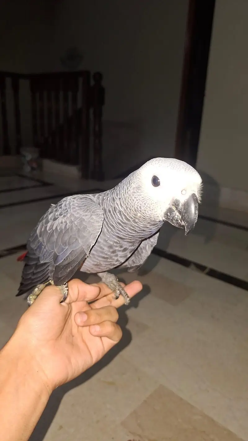 African grey pair for sale. only serious buyers can contact — photo 2