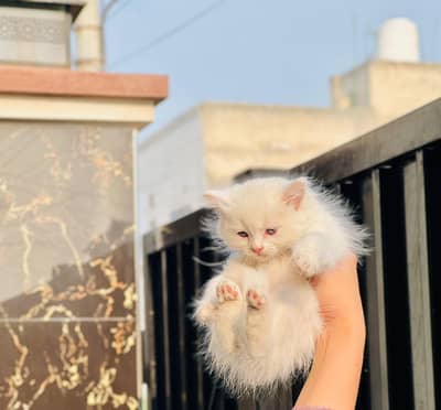 cat for sale