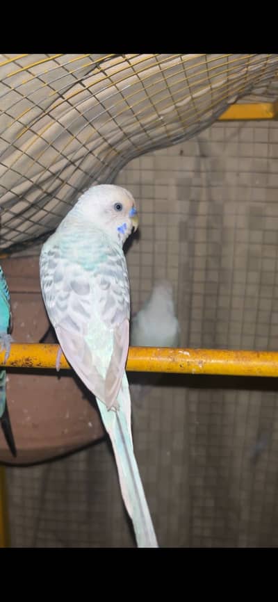 Spangle budgies male red eye female