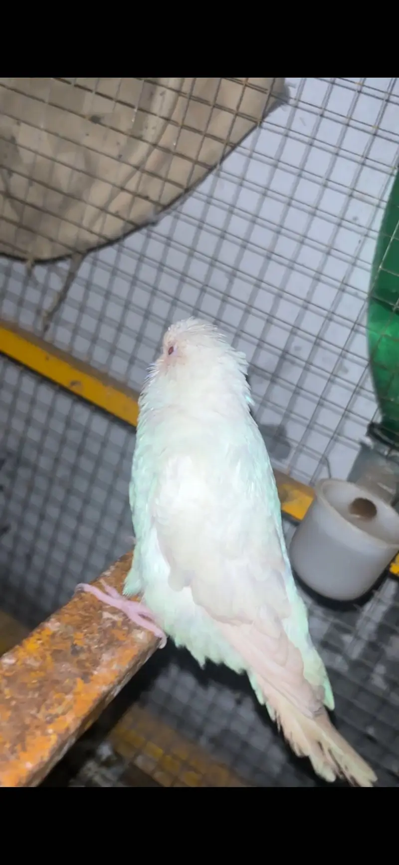 Spangle budgies male red eye female — photo 2