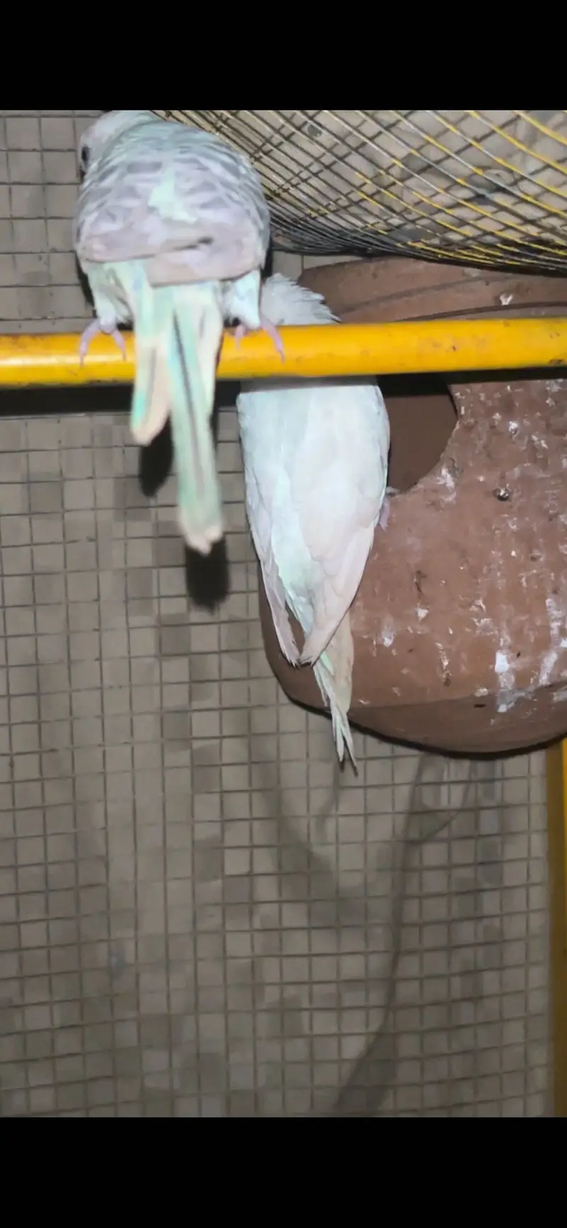 Spangle budgies male red eye female — photo 3