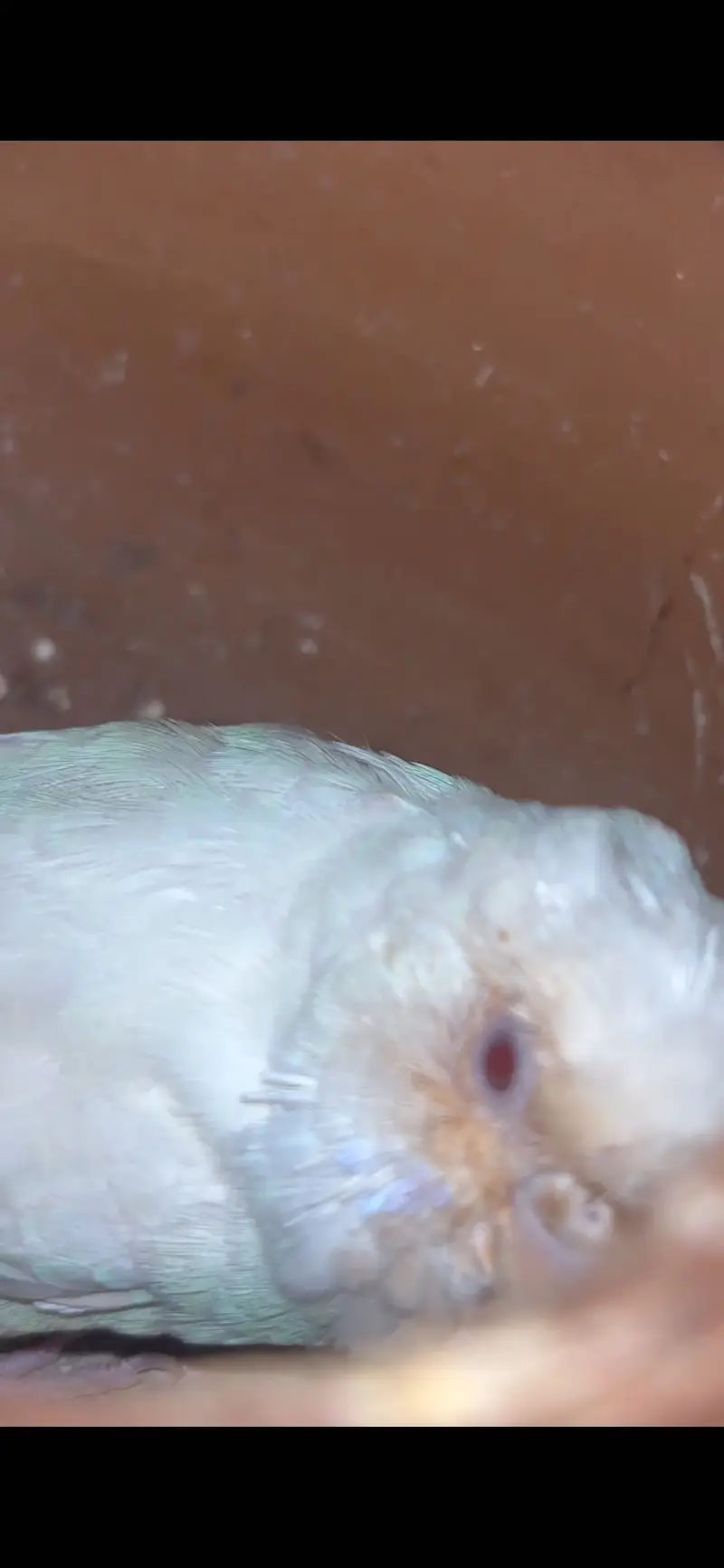 Spangle budgies male red eye female — photo 4