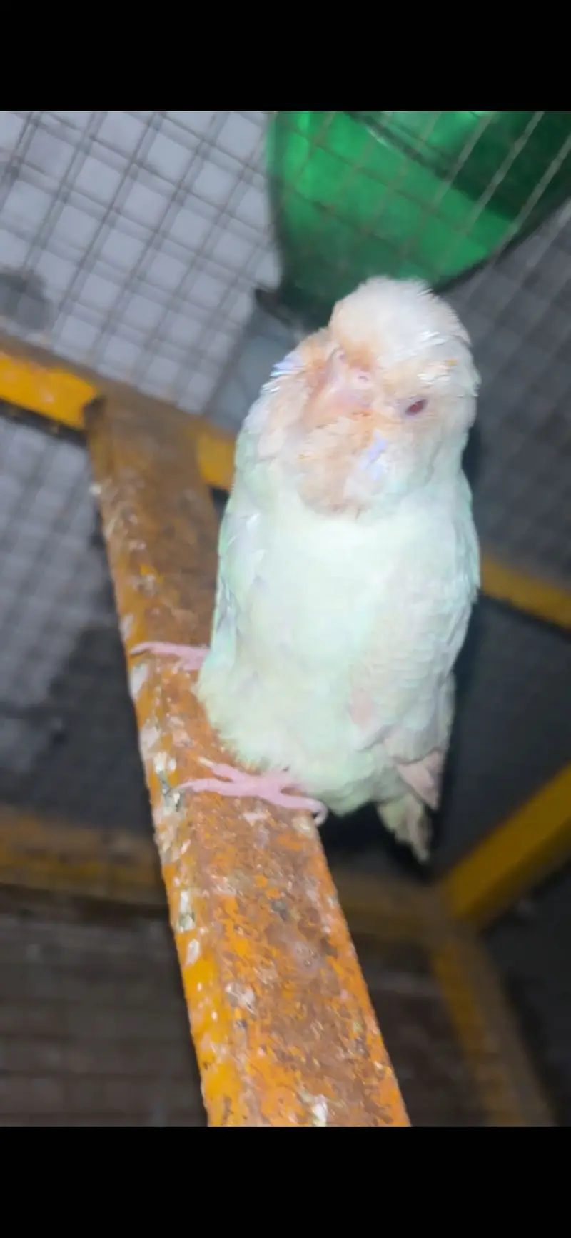 Spangle budgies male red eye female — photo 5