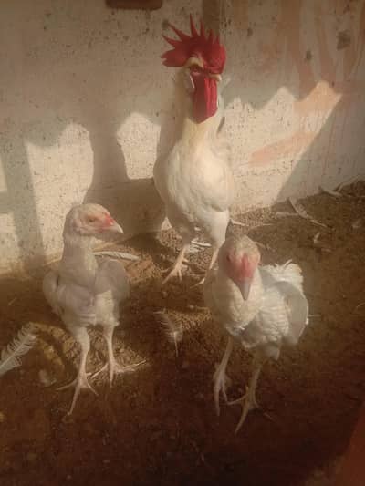 white hens