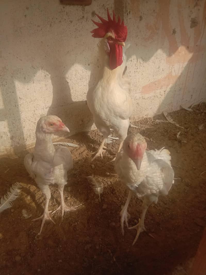 white hens 0