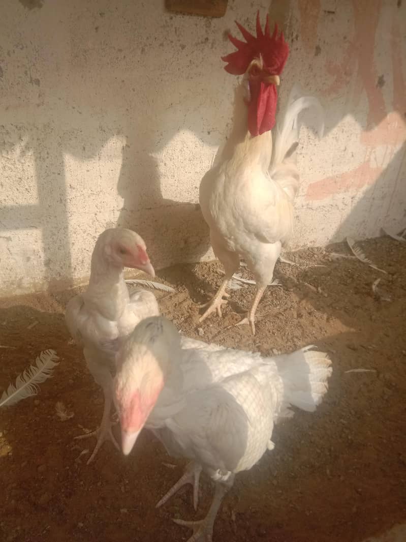 white hens 1