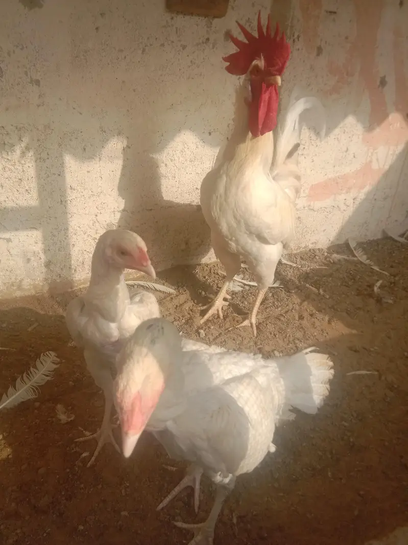 white hens — photo 2