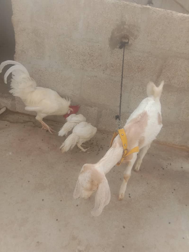 white hens 2