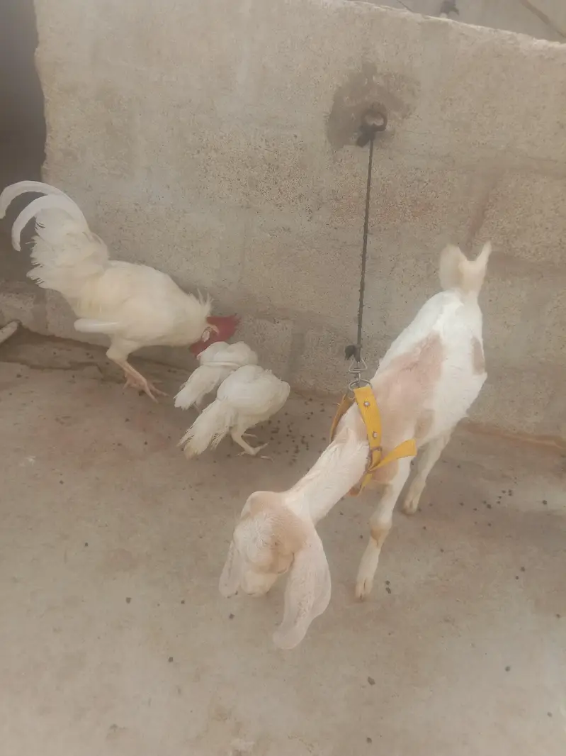 white hens — photo 3