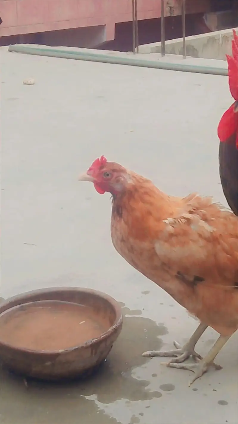 pure Desi male female — photo 2