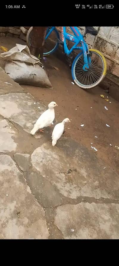 American white chakor