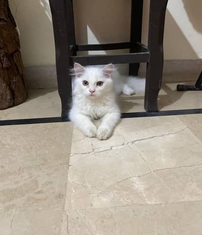 Persian kitten