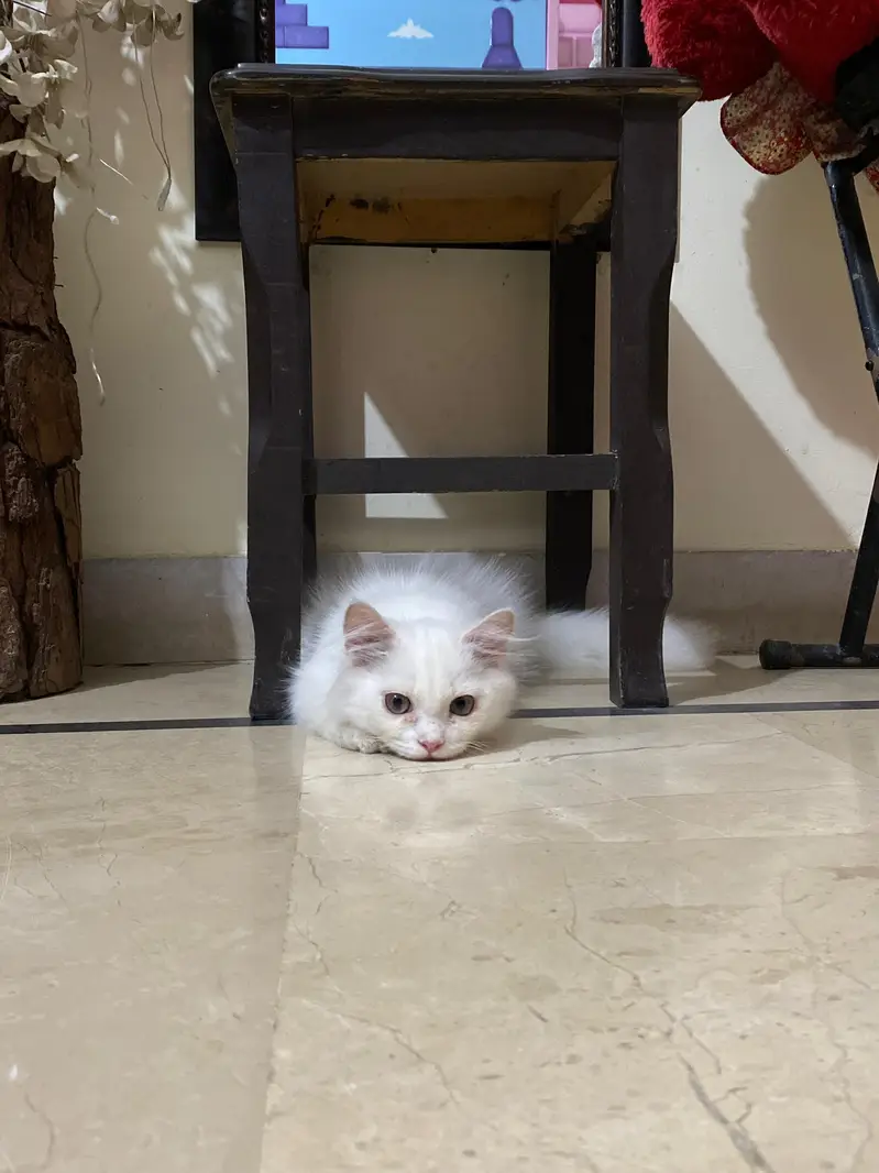 Persian kitten — photo 2