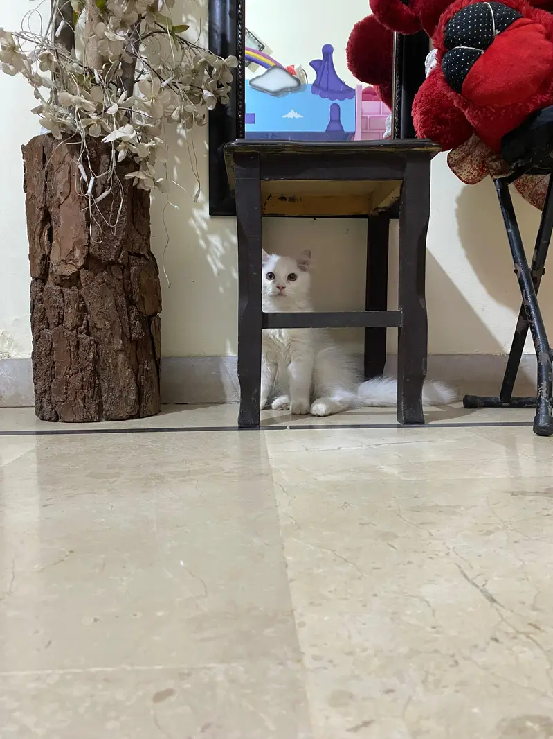 Persian kitten — photo 3