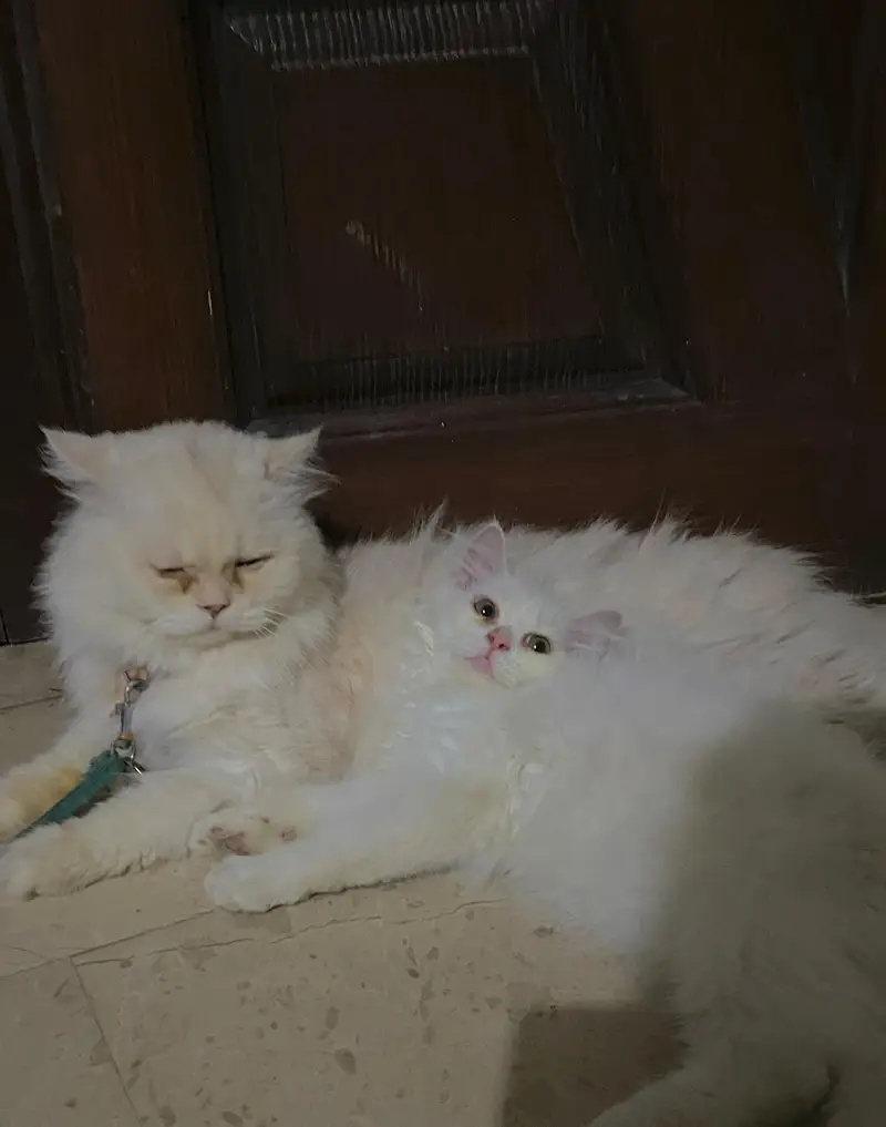 Persian kitten — photo 4