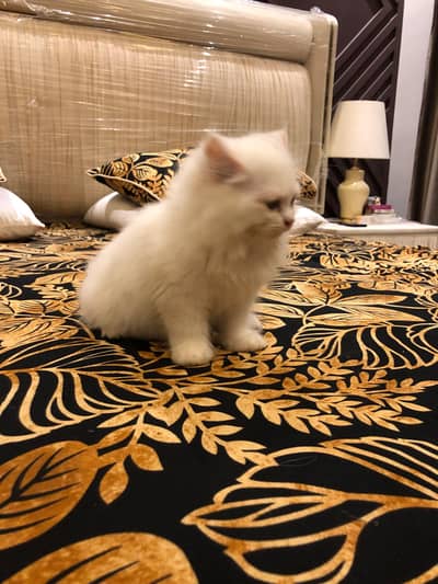 sale cute kitten pain