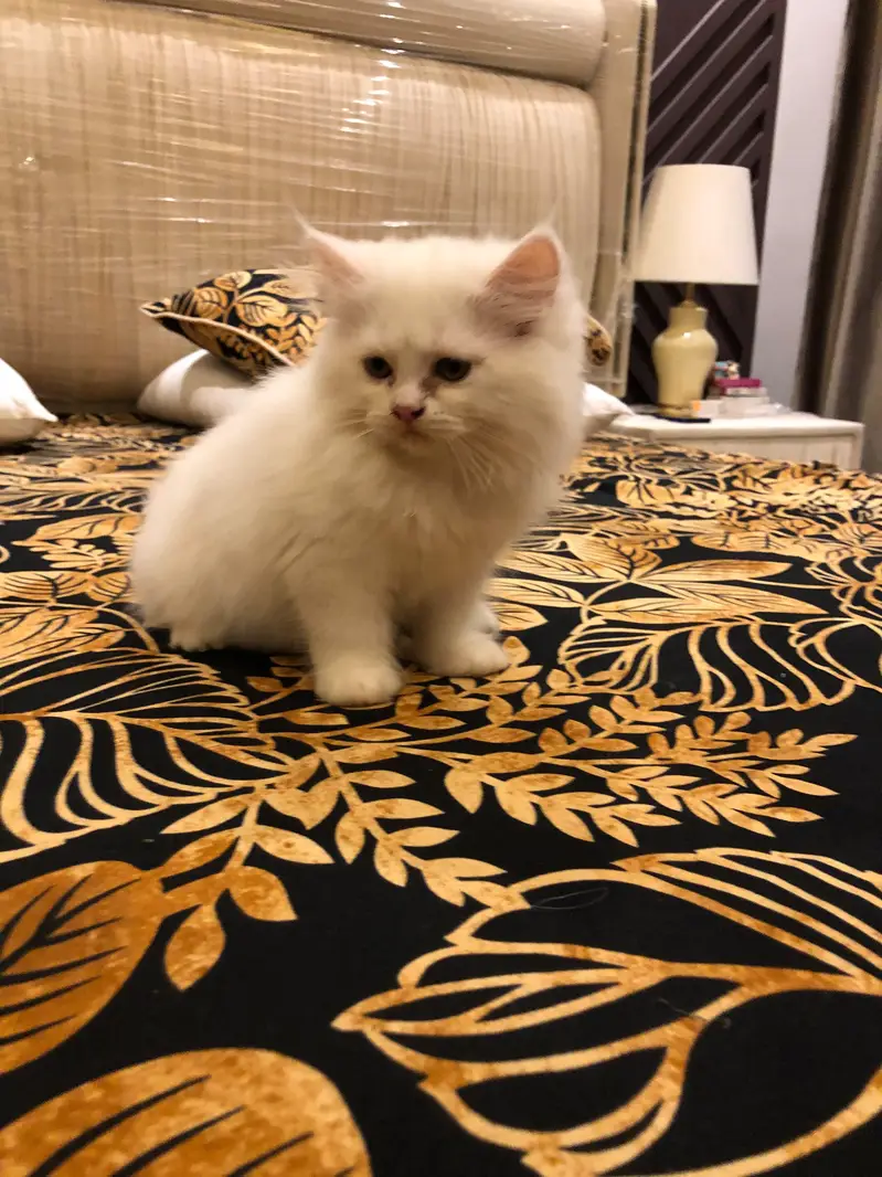sale cute kitten pain — photo 2
