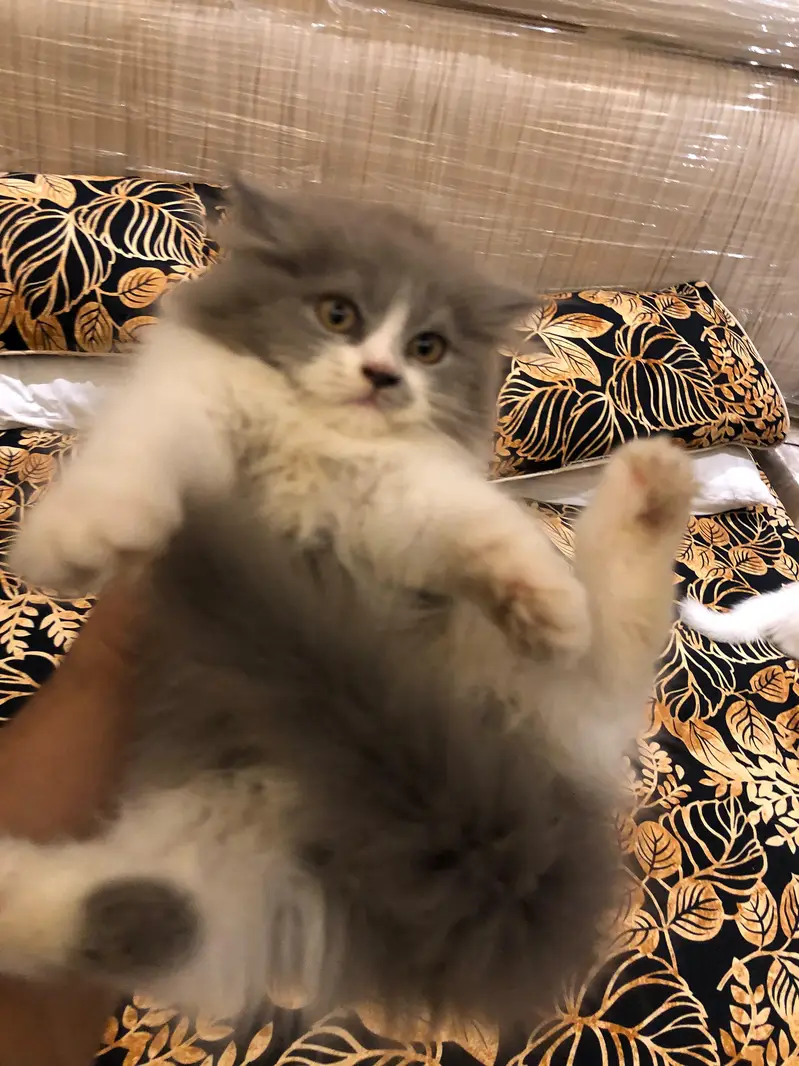 sale cute kitten pain — photo 3