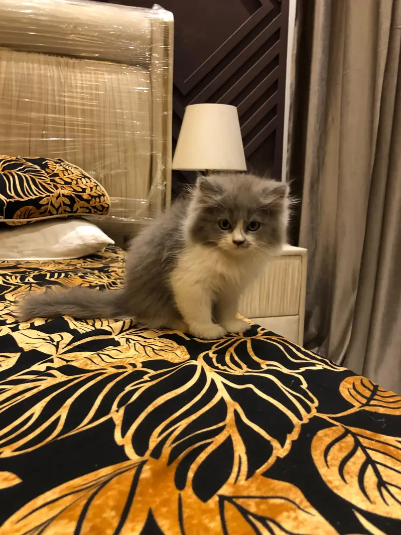 sale cute kitten pain — photo 4