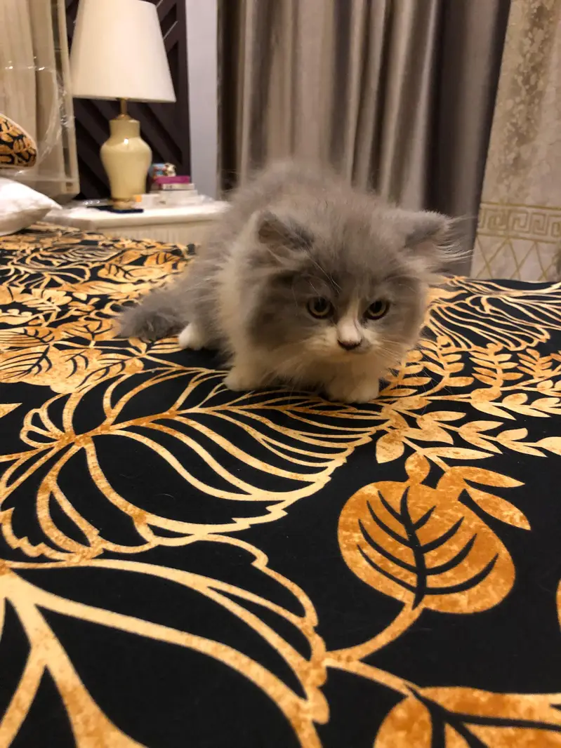 sale cute kitten pain — photo 5