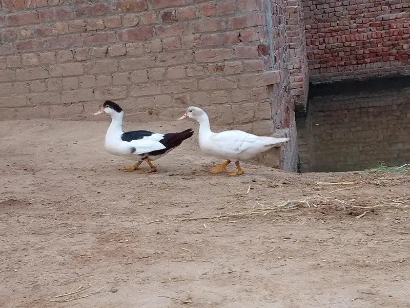 Muscovy Ducks