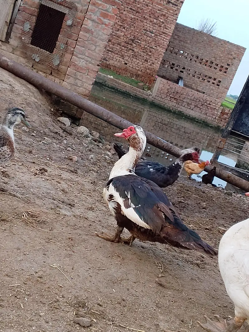 Muscovy Ducks — photo 2