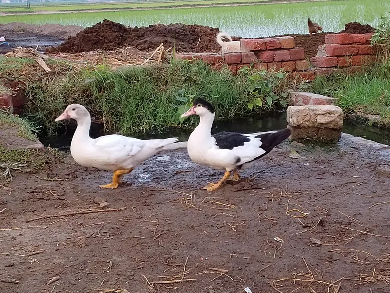 Muscovy Ducks — photo 3