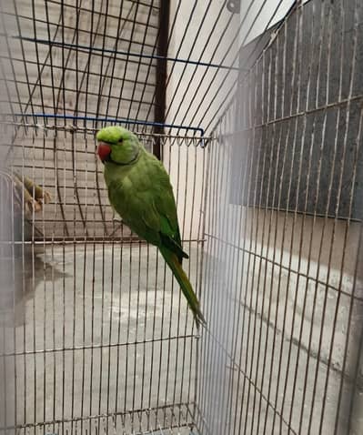 Beautiful parrot for sale.
