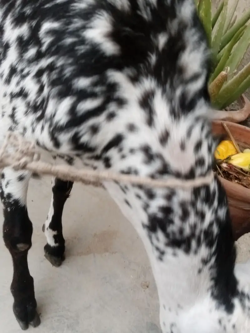 interested log contct kryn . . 03172566129 — photo 7