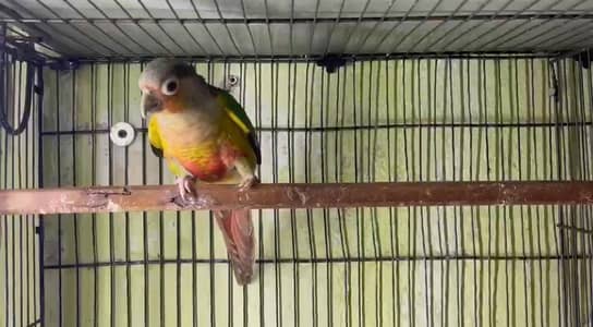 yellow sided breeder male with dna