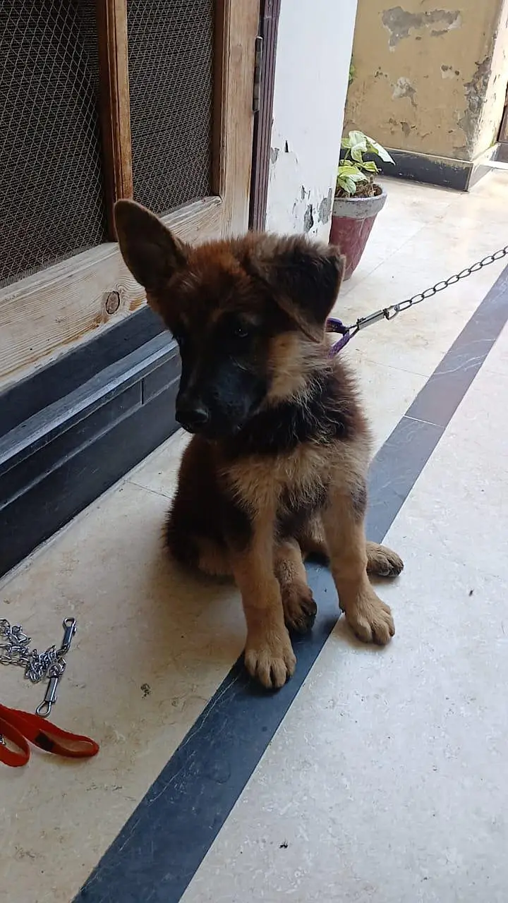 German Shepherd Female Puppy (2 Months) - Healthy & Active — photo 3