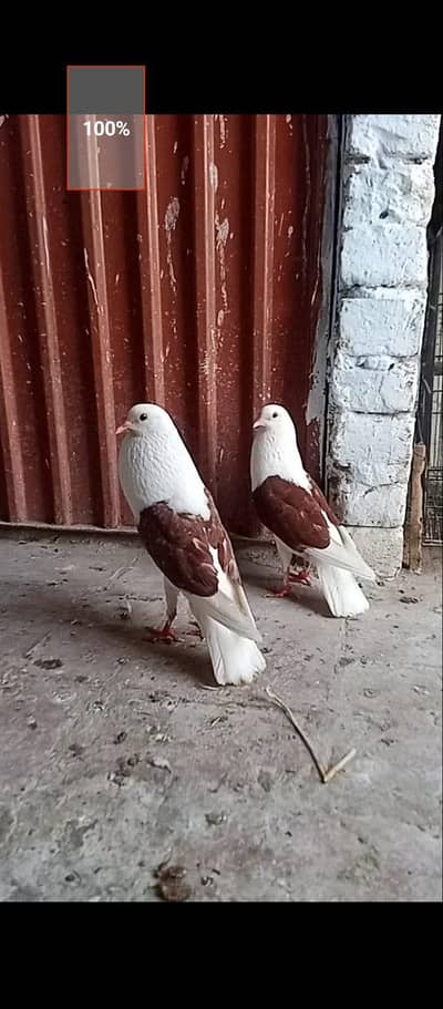 shield cropper  Gubara breeder pair with eggs
