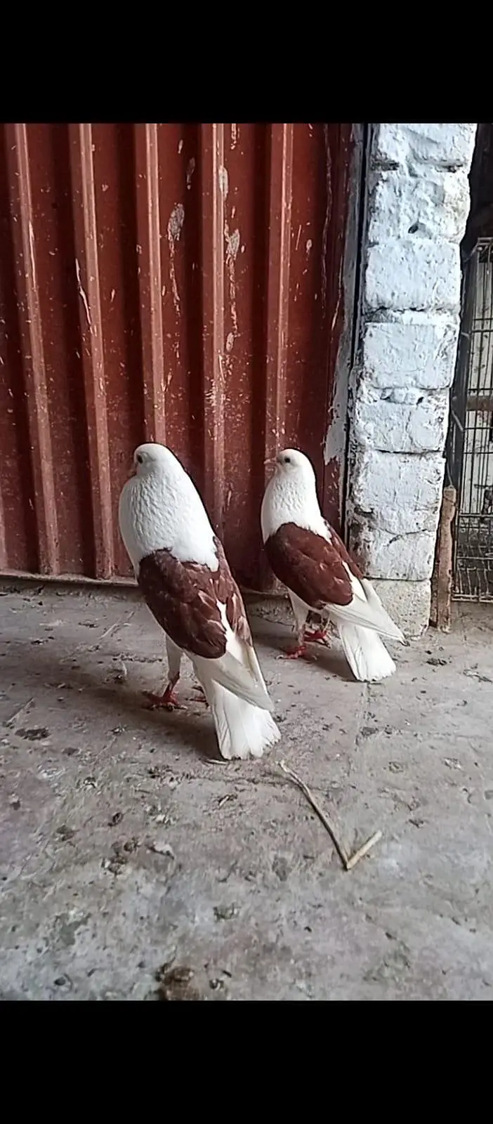 shield cropper  Gubara breeder pair with eggs — photo 2